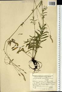 Poterium tenuifolium var. alba (Trautv. & C. A. Mey.), Siberia, Russian Far East (S6) (Russia)