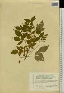 Rubus sachalinensis H. Lév., Siberia, Central Siberia (S3) (Russia)
