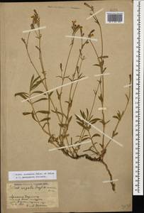 Silene sisianica Boiss. & Buhse, Caucasus, Armenia (K5) (Armenia)