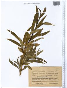 Salix sajanensis Nasarow, Siberia, Western (Kazakhstan) Altai Mountains (S2a) (Kazakhstan)