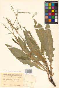 Bunias orientalis L., Eastern Europe, North-Western region (E2) (Russia)