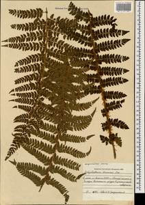 Polystichum braunii (Spenn.) Fée, Caucasus, Georgia (K4) (Georgia)