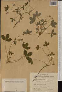 Potentilla montana Brot., Western Europe (EUR) (France)