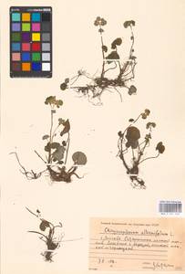 Chrysosplenium alternifolium L., Eastern Europe, Moscow region (E4a) (Russia)
