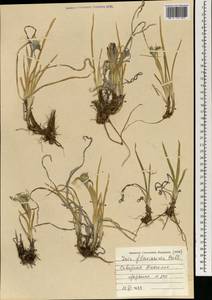 Iris humilis Georgi, Mongolia (MONG) (Mongolia)