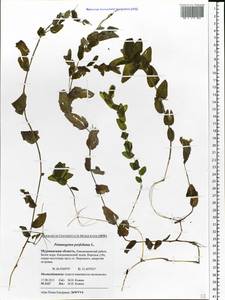Potamogeton perfoliatus L., Eastern Europe, Northern region (E1) (Russia)