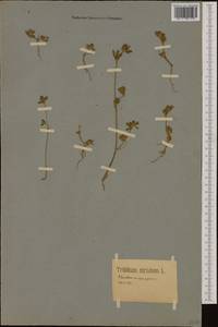 Trifolium striatum L., Western Europe (EUR) (Germany)