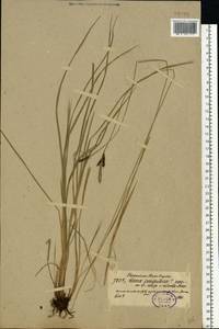 Carex cespitosa L., Eastern Europe, North-Western region (E2) (Russia)