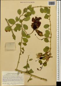Capparis spinosa var. herbacea (Willd.) Fici, Caucasus, North Ossetia, Ingushetia & Chechnya (K1c) (Russia)