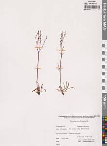 Rumex graminifolius Georgi ex Lamb., Siberia, Chukotka & Kamchatka (S7) (Russia)