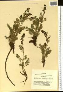 Artemisia phaeolepis Krasch., Siberia, Altai & Sayany Mountains (S2) (Russia)