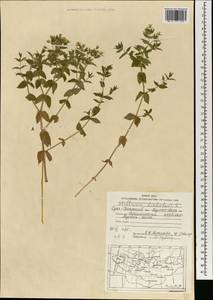 Mesostemma dichotomum (L.) Arabi, Rabeler & Zarre, Mongolia (MONG) (Mongolia)