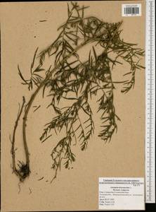 Artemisia dracunculus L., Eastern Europe, Central region (E4) (Russia)
