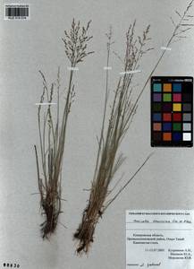Puccinellia tenuissima (Litv. ex V.I.Krecz.) Pavlov, Siberia, Altai & Sayany Mountains (S2) (Russia)