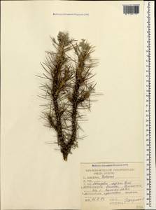 Astragalus caspicus subsp. caspicus, Caucasus, Dagestan (K2) (Russia)