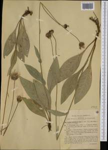 Cirsium pannonicum (L. fil.) Link, Western Europe (EUR) (Italy)