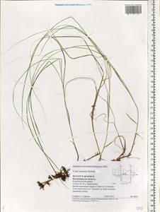 Carex praecox Schreb., Eastern Europe, Central region (E4) (Russia)