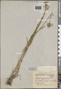 Allium angulosum L., Middle Asia, Muyunkumy, Balkhash & Betpak-Dala (M9) (Kazakhstan)