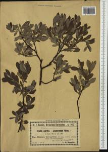 Salix aurita × lapponum, Western Europe (EUR) (Poland)