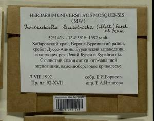 Iwatsukiella leucotricha (Mitt.) W.R. Buck & H.A. Crum, Bryophytes, Bryophytes - Russian Far East (excl. Chukotka & Kamchatka) (B20) (Russia)