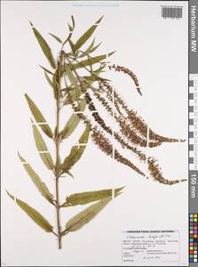 Veronica longifolia L., Eastern Europe, Belarus (E3a) (Belarus)