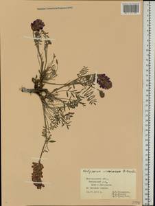 Hedysarum ucrainicum Kaschm., Eastern Europe, Central forest-and-steppe region (E6) (Russia)