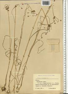 Allium oleraceum L., Eastern Europe, Latvia (E2b) (Latvia)