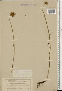 Leucanthemum vulgare Lam., Caucasus, Abkhazia (K4a) (Abkhazia)