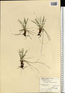 Carex humilis Leyss., Eastern Europe, West Ukrainian region (E13) (Ukraine)