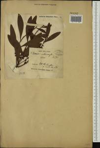 Acacia melanoxylon R.Br., Australia & Oceania (AUSTR) (Australia)