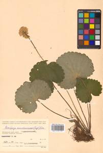 Micranthes manchuriensis (Engl.) Gornall & H. Ohba, Siberia, Russian Far East (S6) (Russia)