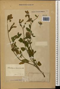 Heliotropium suaveolens, Caucasus, Georgia (K4) (Georgia)