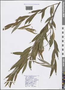 Salix babylonica L., Caucasus, Black Sea Shore (from Novorossiysk to Adler) (K3) (Russia)