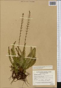 Struthiopteris spicant (L.) Weiss, America (AMER) (Canada)