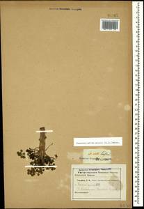 Chamaesciadium acaule (M.Bieb.) Boiss., Caucasus, Georgia (K4) (Georgia)