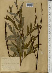 Salix acutifolia × rosmarinifolia, Eastern Europe, Central region (E4) (Russia)