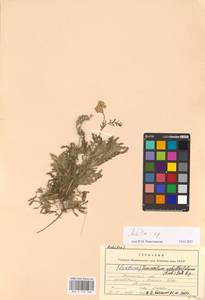 Tanacetum millefolium (L.) Tzvelev, Eastern Europe, South Ukrainian region (E12) (Ukraine)