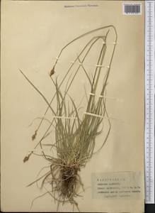 Carex, Middle Asia, Pamir & Pamiro-Alai (M2) (Tajikistan)