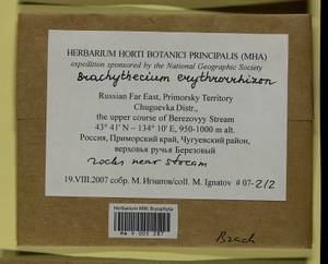 Brachythecium erythrorrhizon Schimp., Bryophytes, Bryophytes - Russian Far East (excl. Chukotka & Kamchatka) (B20) (Russia)