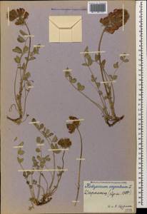 Hedysarum biebersteinii Zertova, Caucasus, Armenia (K5) (Armenia)