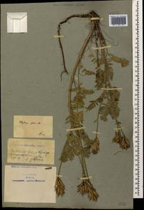 Oxytropis pilosa (L.) DC., Caucasus, Azerbaijan (K6) (Azerbaijan)