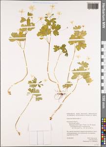 Isopyrum thalictroides L., Eastern Europe, Central region (E4) (Russia)