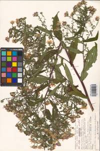 Symphyotrichum ×versicolor (Willd.) G. L. Nesom, Eastern Europe, Moscow region (E4a) (Russia)