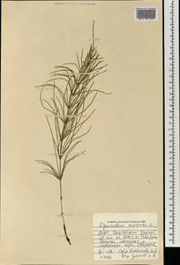 Equisetum arvense L., Mongolia (MONG) (Mongolia)