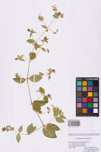 Silene baccifera (L.) Durande, Eastern Europe, Western region (E3) (Russia)