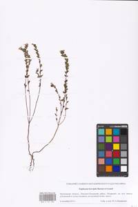 Euphrasia × vernalis List, Eastern Europe, Moscow region (E4a) (Russia)