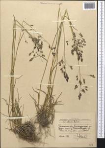 Poa sibirica Roshev., Middle Asia, Western Tian Shan & Karatau (M3) (Uzbekistan)