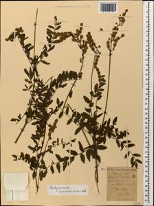 Hedysarum caucasicum M.Bieb., Caucasus, Georgia (K4) (Georgia)