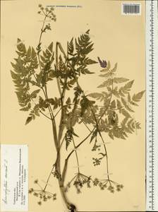 Chaerophyllum aureum L., Eastern Europe, Central forest-and-steppe region (E6) (Russia)