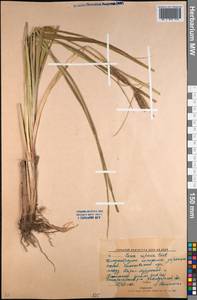 Carex riparia Curtis, Middle Asia, Northern & Central Kazakhstan (M10) (Kazakhstan)